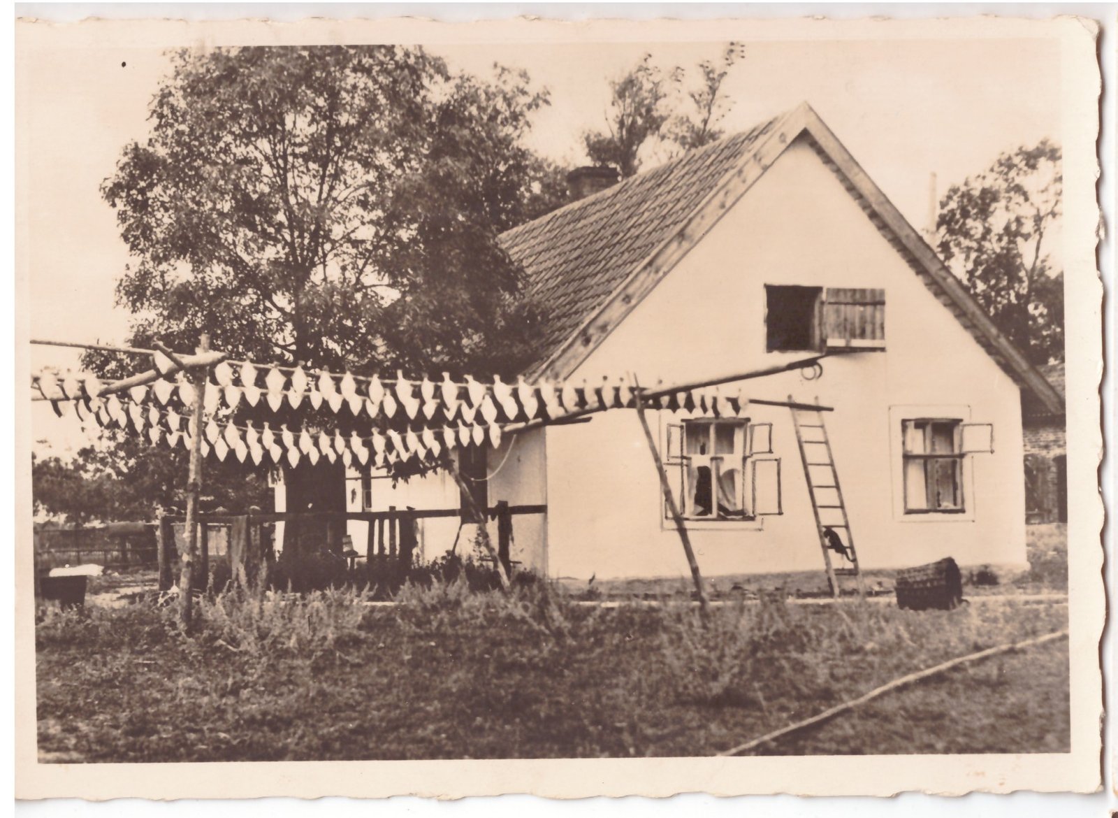 284. Kuršių nerija, Nida, plekšnės