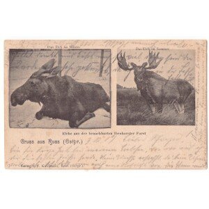 447. Rusnė briedžiai