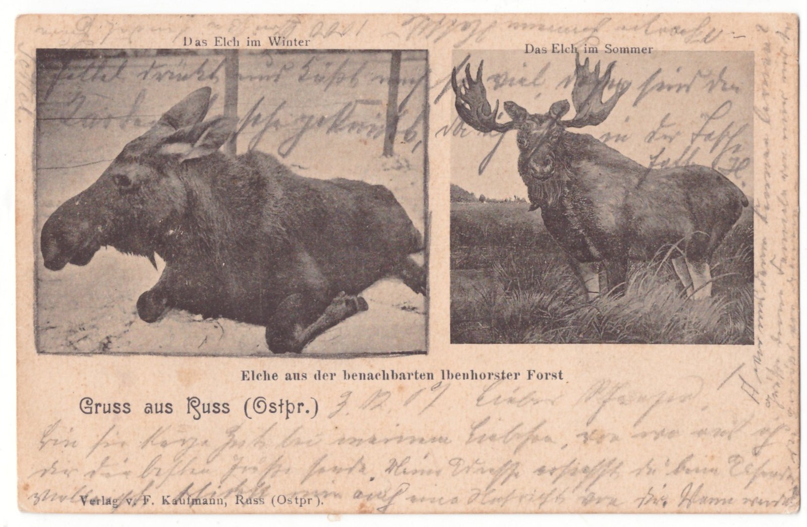 447. Rusnė briedžiai